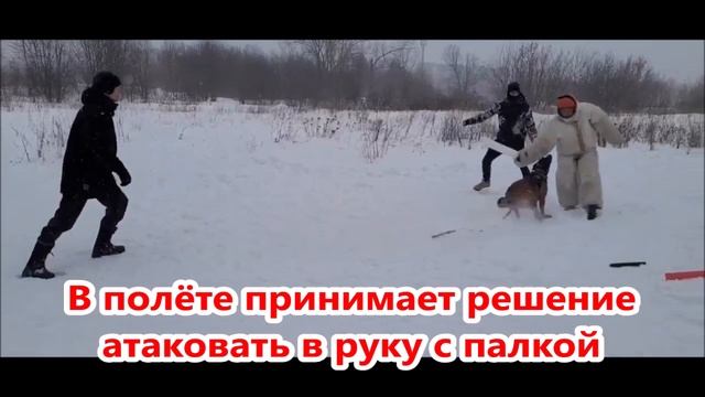 Человек с палкой.  Хватка на опережение. Малинуа Тор.                   Кинбой. Александр Шмельков.