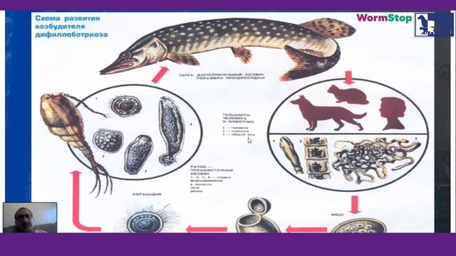 Популярная паразитология собак и кошек. Гельмиты, живущие внутри нас.