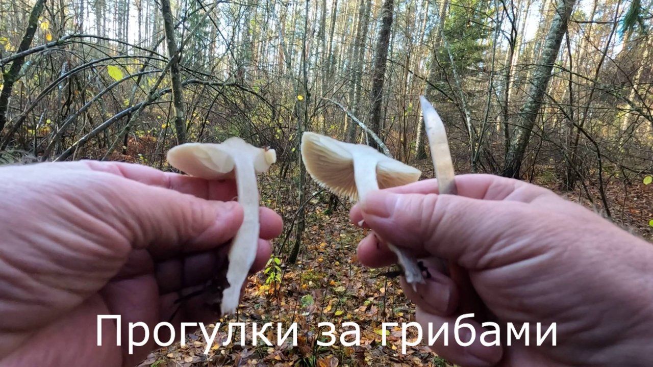 Прогулки за грибами  Отличие рядовки от говорушки в натуре