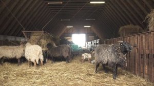 3131395-uhd_3840_2160_24fps