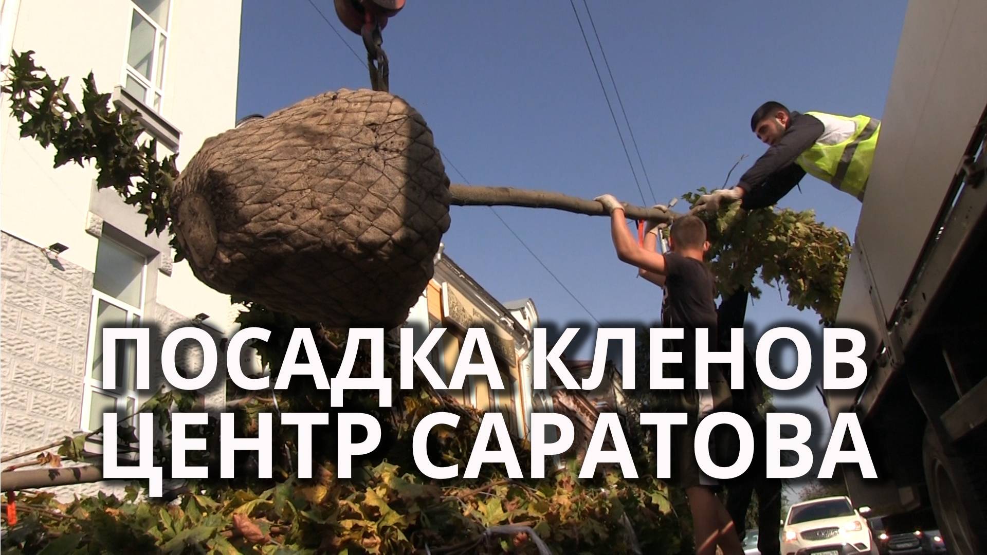 На улицах Саратова начали сажать деревья-крупномеры