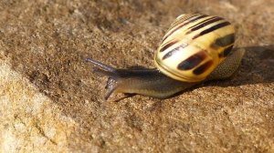 855016-uhd_3840_2160_25fps