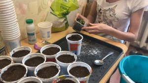 Первая пикировка петунии/Петуния через 20 дней посева/Выращивание петунии/Рассада петунии/ ПЕТУНИЯ