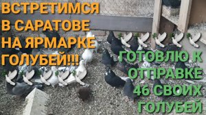 🔥🔥🔥 Встретимся в Саратове на ярмарке голубей! Готовлю к отправке 46 своих голубей.
