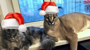 мой трейлер сталкер 2