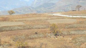 ЧОХСКИЕ ТЕРРАСЫ - волнистый релакс Дагестана