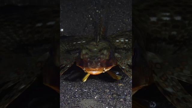 Oriental Flying Gurnard — удивительная летучая рыба! 🐟