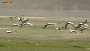 Журавли, красивая христианская песня, исполняет автор песни Юрий Бойков