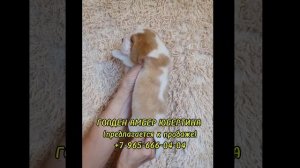 Предлагается девочка бигль Голден Амбер Юбертина: 2-х-цветная, д.р. 11.04.2024. #бигль #щенокбигль