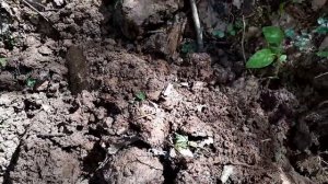 Рассыпуха Петра Первого. Поиск старины с Квазар Ф3