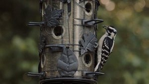 4310042-hd_1920_1080_24fps