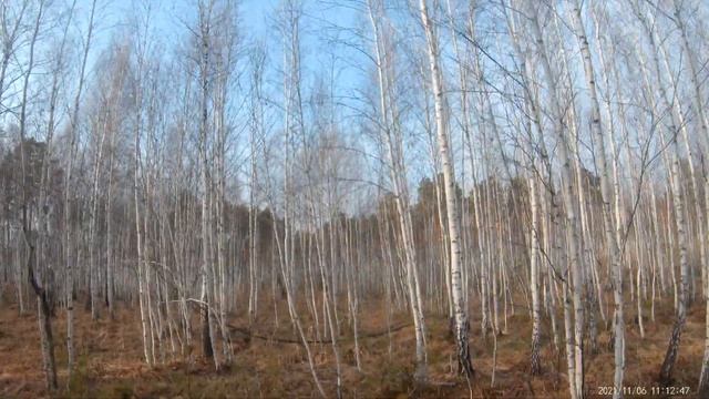 Охота на лося загоном. Сегодня в загон.