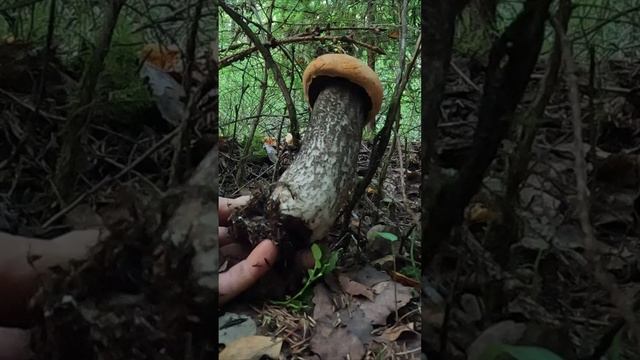 ПОТРЯСАЮЩИЕ БЛАГОРОДНЫЕ ГРИБЫ НАШЕЛ ГРИБНИК! ОДИН ДРУГОГО КРАШЕ! БОРОВИКИ И ПОДОСИНОВИК 2024