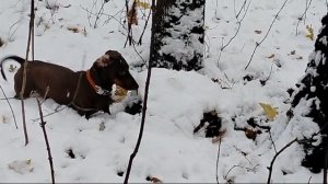 хвост виляет собакой