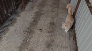 И пришёл ноябрь... Снежный...