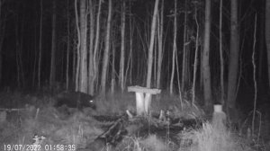 Кабан на солонце. Запись видео с фотоловушки.