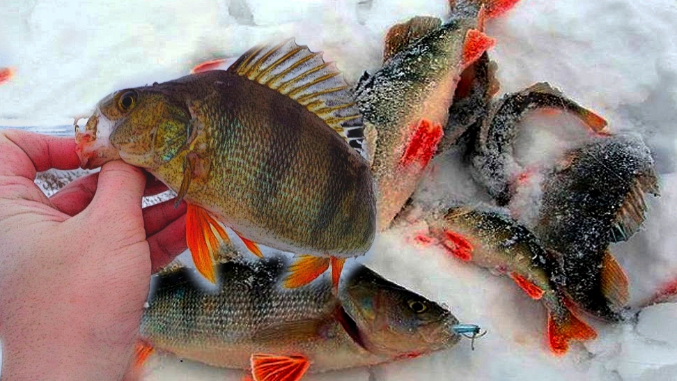 РАЗБУРИЛ КАМЫШ, ОДЕЛ БЛЕСНУ И ДАВАЙ ТАСКАТЬ! ЗИМНЯЯ РЫБАЛКА 2024 смотреть онлайн