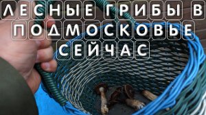 Лесные грибы в Подмосковье сейчас