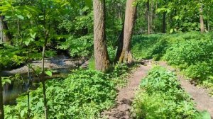 Липитинский ручей до впадения в Серебрянку. Измайловский парк, Москва, май 2024.