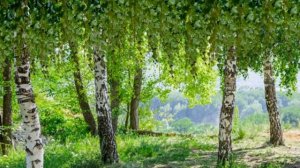 КОЛЫБЕЛЬНАЯ (Вечер тает голубой) автор А. Розенбаум