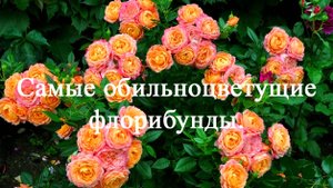 Самые обильноцветущие розы флорибунды. Часть первая.