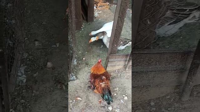 Илья Бурхандинов подрался с гусëм, шок