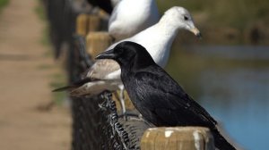 7072203-uhd_3840_2160_30fps