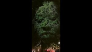 Подобных деревьев стало гораздо больше.