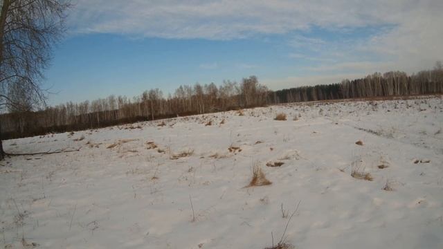 Загонная охота на лося