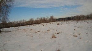 Загонная охота на лося