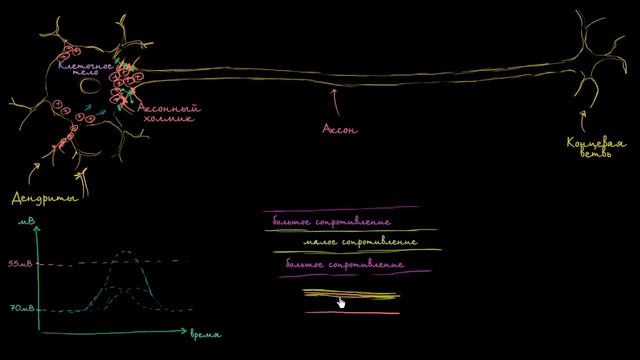 [KhanAcademy] Скачкообразная проводимость в нейронах