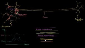 [KhanAcademy] Скачкообразная проводимость в нейронах