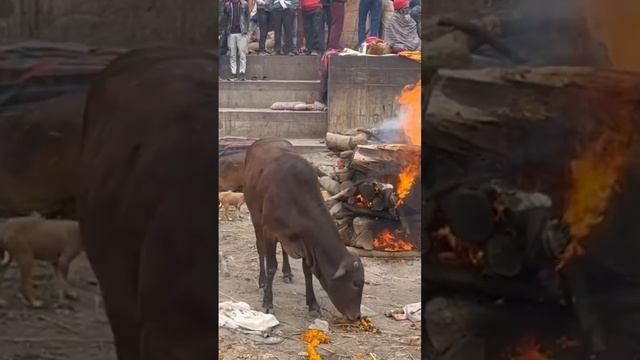 Селфи на фоне погребального костра #варанаси #колесосансары #индия