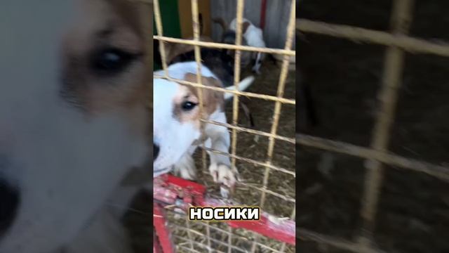 Кожаные носики мечтают о доме!