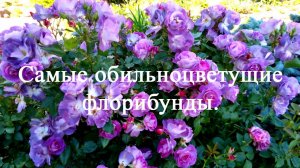 Самые обильноцветущие розы флорибунды. Часть третья.