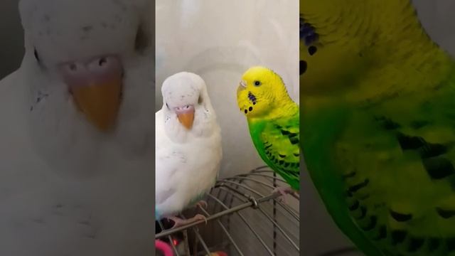 Любимые птички 🕊️❤️🦜