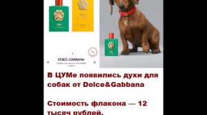 В ЦУМе появились духи для собак от Dolce&Gabbana