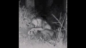 Рептилоиды замечены в лесу в Японии.