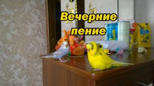 ВЕЧЕРНИЕ ЗВУКИ И ПЕНИЕ Волнистых Попугаев МОЛЛИ И ЧИКИ. Видео из Прямого Эфира