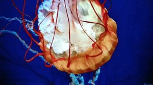 Телевизор Hisense 65A6N: тест 4K, ролик 1