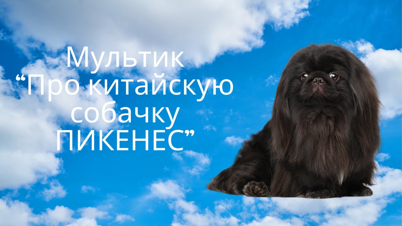 #Мультик о китайской собачке ПЕКИНЕСе