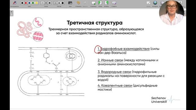 Биохимия | Белки и ферменты. Структурная организация белков