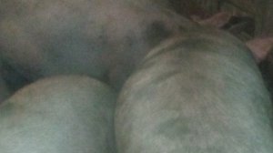 Хорошее дело продаю свиней живым весом