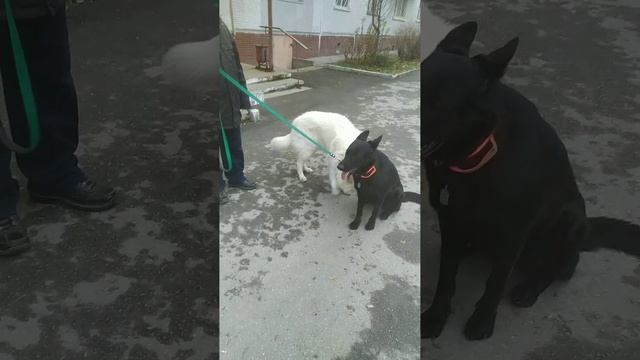 VID-20241103-WA0045.mp4 смотреть онлайн