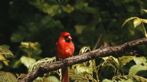 4334551-uhd_3840_2160_24fps