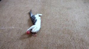 Лера и мама купили котенка