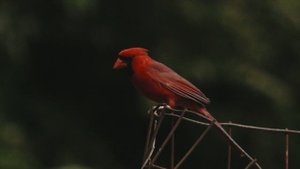 4334546-uhd_3840_2160_24fps