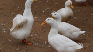 6676360-hd_1920_1080_25fps