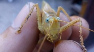 Большой кузнечик чуть не откусил мне палец