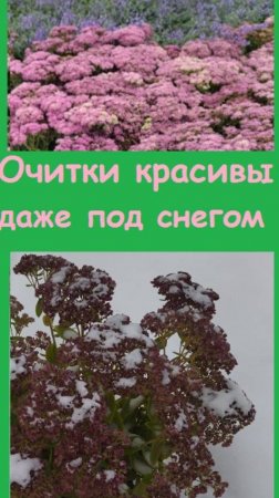 Очитки украшают цветник даже после снегопада, посадите их у себя!